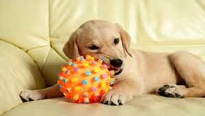 They also learned quite early on that biting or nipping often elicited play. Stop Golden Retriever Puppy Biting Golden Retrievers Training