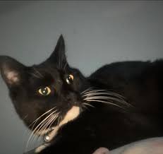 Pets for rehoming in Virginia