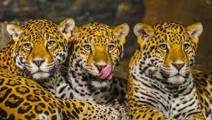 In 1995, jaguares was formed out of the skeleton of califanes, a mexico city rock group. Fotos De Jaguares De Stock Jaguares Imagenes Libres De Derechos Depositphotos