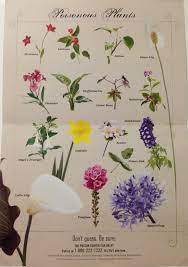 Pin By Mamahiboux On Medical Field Poisonous Plants Deadly Plants Plants