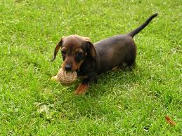 Average Weight For A Miniature Dachshund Size Weight Chart