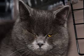 As for ts, no i personally don't think that cats will grow eyelashes if you look at them long. Entropion In Cats Causes Symptoms Treatment All About Cats