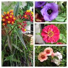 Check spelling or type a new query. Some Flowers From Our Regular Local Plant Sale Picture Of Love Whole Foods Cafe Market Ormond Beach Tripadvisor