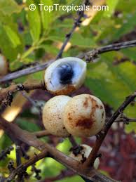 Image result for Deinbollia