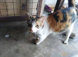Maybe you would like to learn more about one of these? Lokasi Shah Alam Sape Nak Jaga Stray Cat Istimewa Saya Duk Bagi Bagi Makan Tngok2 Dan Ada Juga Insan Perihatin Lain Akibat Kejamnya Manusia Kucing Ini 1 Dibuang 2 Badan Berparut Tetapi