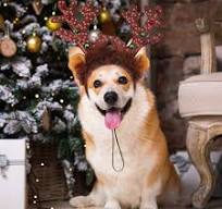 Tiibot 2 Pack Christmas Pet Headband Brown Reindeer Antlers Headband  Adjustable Xmas Hair Hoop Headwear Christmas Pet Costume Accessories for  Dog ...