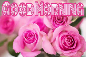 Whatsapp dp & profile pictures 365+ best & latest hd pics. 101 Good Morning Images With Beautiful Flowers 2021 Best Status Pics