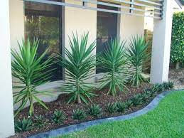 After the yucca has stopped flowering and when landscaping with yuccas, it is best to keep them away from sidewalks and other high traffic areas as the leaves are extremely sharp and can cut. Pin On Front Yard Landscaping