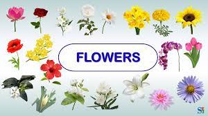 Check spelling or type a new query. Flower Names à¤« à¤² à¤• à¤¨ à¤® Shiv English Education