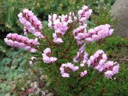 Maybe you would like to learn more about one of these? Veresk Obyknovennyj Kupit Sazhency V Pitomnike