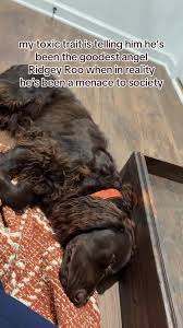 just Ridgey Roo things @Josh Gallimore #fyp #fy #boykinspaniel #dog  #dogsoftiktok