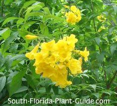 But state, regional, and national images of the map can be downloaded and printed in a variety of sizes and resolutions. 370 Plants For South Florida Ideas Plants Florida Plants South Florida
