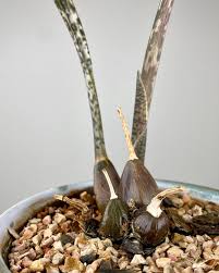 Image result for Oeceoclades