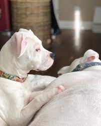 Before we dig further, you must know that the pitbull is originally a general term rather than a specific breed. All White Pitbull For Sale All Pitbull Puppies World Facebook