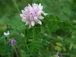 Image result for Securigera  varia