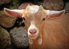Veterinarians recommend feeding all treats in moderation. Can Goats Eat Carrots Animal Hype