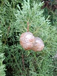 Image result for Cupressus sempervirens