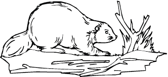 Hundreds of free spring coloring pages that will keep children busy for hours. Beaver Coloring Pages Dibujo Para Imprimir Realistic Beaver Coloring Page Dibujo Para Imprimir