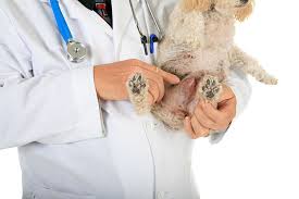 A lump or a bump, a wound that doesn't heal, any kind of swelling, enlarged lymph nodes, a lameness or swelling in the bone, abnormal bleeding. Detecting Treating Cancer In Dogs Petsecure