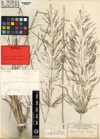 Image result for Eragrostis rotifer