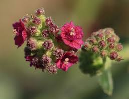 Image result for Boerhavia coccinea