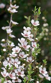Image result for Leptospermum scoparium