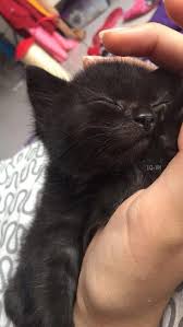 Click The Photo For More Adorable And Cute Cat Videos And Photos Cutecats Cats Kittens Catv Sevimli Kedi Yavrulari Sevimli Hayvan Yavrulari Sevimli Kediler