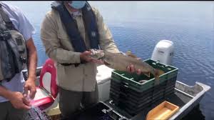 Maybe you would like to learn more about one of these? Researching Togue On Eagle Lake
