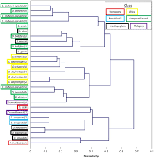 Image result for Dioscorea minutiflora