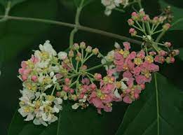 Banisteriopsis Caapi Google Search Psychoactive Plants Antidepressants South American