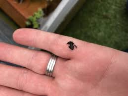 Can you keep tadpoles in tap water? Diy Tadpole Home How To Keep Them Happy And Alive