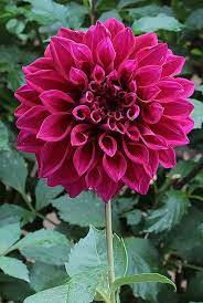 Amulet Beautiful Flowers Unusual Flowers Flowers Nature