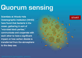 Image result for quorum sensing