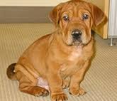 The average price of a lab pei puppy is between $750 and $1,100. Shar Pei Mixes With Pictures Pet Keen