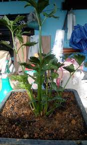 Jangan di siram kerana pokok daun sup tidak boleh terlalu banyak air nanti akarnya akan rosak dan busuk. Banyak Kali Tanam Selalu Mati Ini Kaedah Betul Semai Daun Sup Mingguan Wanita