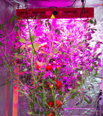 Growing tomatoes indoors isn't magic, it is a process that starts with planting the right seed. How To Grow Tomatoes Under Led Lights Indoorgrowledlights Com
