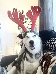 Siberian Husky Wants To Skip The Turkey Get To The Christmas Gifts Under The Tree Husky Funny Husky Husky Mom