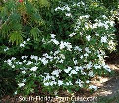 We did not find results for: Pinwheel Jasmine Florida Plants Landscaping Landscaping With Rocks Florida Plants