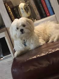 Want to know what maltese pekingese mix dogs look like? Bichon Frise Maltese Poodle Shih Tzu Designer Breeds Puppy Sales Blue Ribbon Kennels Of Ohio