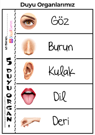 Duyu Organlari 5 Duyu Organimiz Okul Oncesi Etkinlik Okul Oncesi Okul Calisma