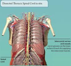 The rib cage has three important purposes : 4 The Thorax Basicmedical Key