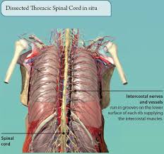 In inspiration the intercostals muscles contract and elevate the ribs, these movements increase the internal capacity of the lungs. 4 The Thorax Basicmedical Key