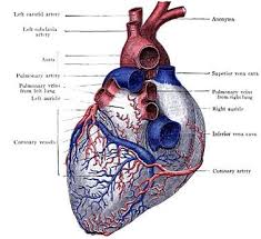 Etymology Anatomy And Physiolog Human Anatomy And Physiology Anatomy Anatomy And Physiology