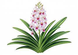 Image result for Calanthe