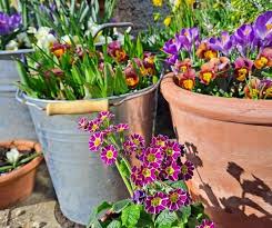 Image result for Thunbergianthus ruwenzoriensis