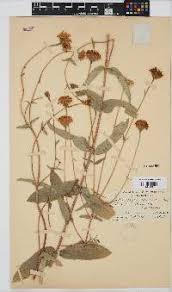 Image result for Hypericophyllum elatum