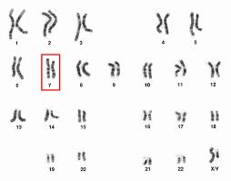 chromosome 7 wikipedia