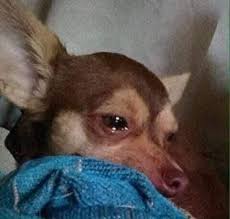 كي يبدوا صحابك الكل يتمعشقوا و انت ساهر وحدك كالكلب in 2020 cute animal memes animal memes cat memes