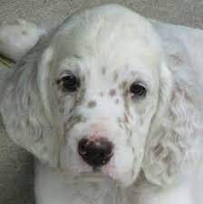 English Setter Puppies Are Born White Then Develop Their Ticking Colors As They Grow English Setter Puppies Dogs Dog Rules