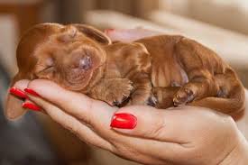 56ca495cda863b06c176a8f6786f4717 Jpg 600 400 Pixels Cute Cats And Dogs Friendly Dog Breeds Cute Dogs